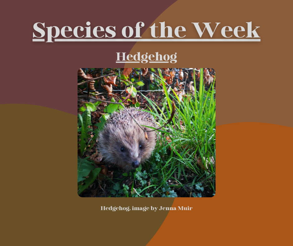 Hedgehog